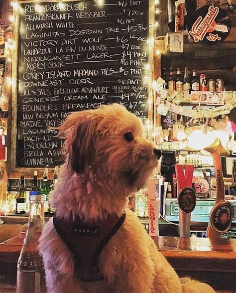 dog friendly restaurants near me|dog friendly venues near me.